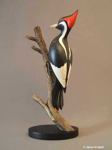 0V_Pic_A_Bec_Ivoire.jpg - PIC A BEC D'IVOIRE - Ivory-billed Woodpecker